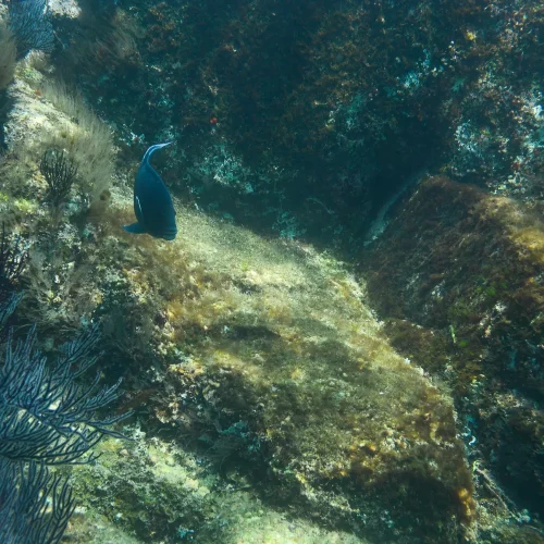 Los Cabos Snorkeling Tour to Chileno Bay and Santa Maria Cove