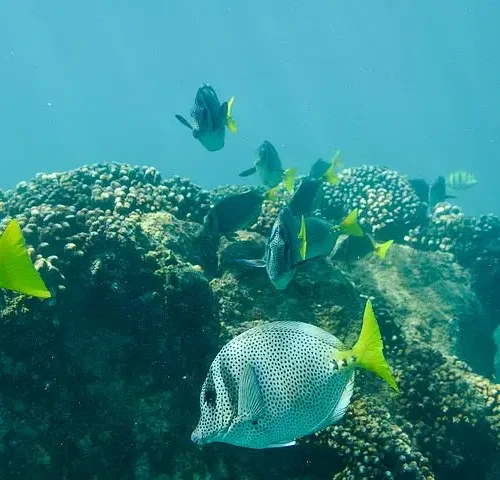 Private Los Cabos snorkeling tour to Chileno bay and Santa Maria cove