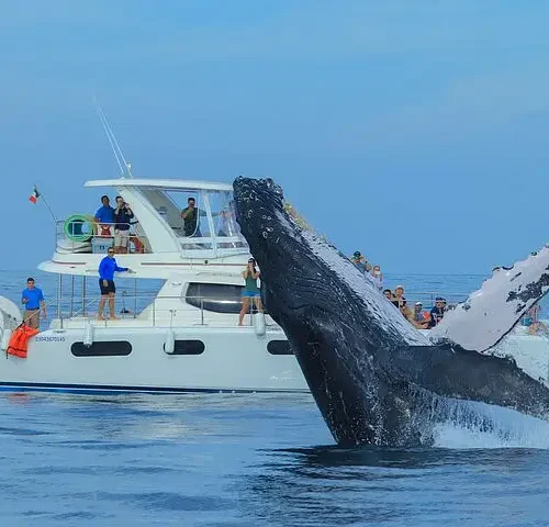 Luxury Catamaran Whale Watching Cabo San Lucas