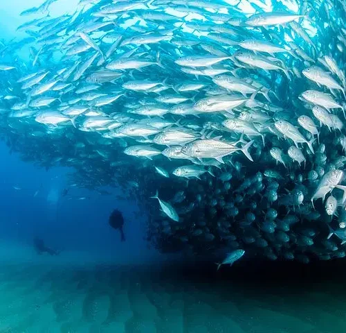 Cabo Pulmo 2 Tank Certified Dive with Lunch