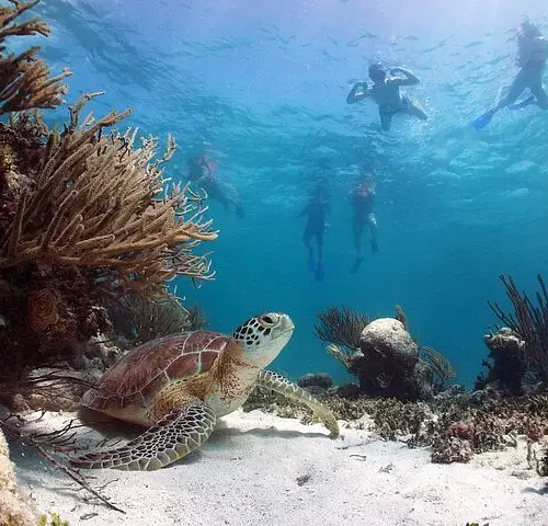 Cabo Pulmo National Park Snorkel Expedition from Cabo San Lucas
