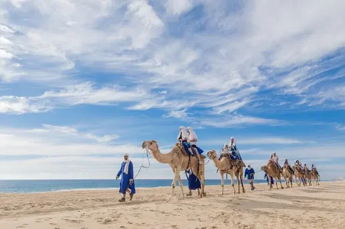 The Original Cabo Camel Ride, Mexican Buffet and Tequila Tasting