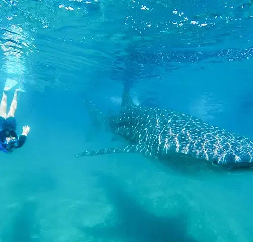 La Paz Whale Shark Snorkeling Tour and Lunch From Los Cabos