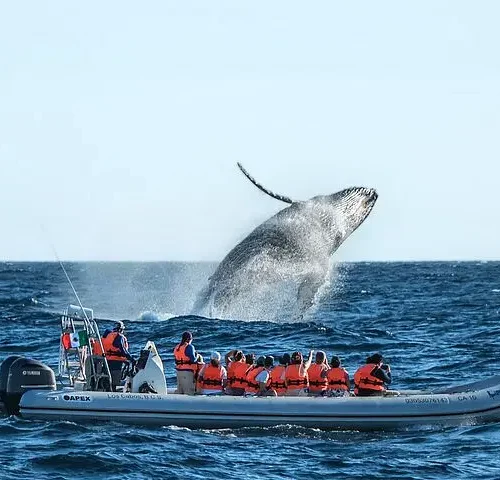 Whale Watching, The Famous Arch and Fast Boat Tour in Los Cabos
