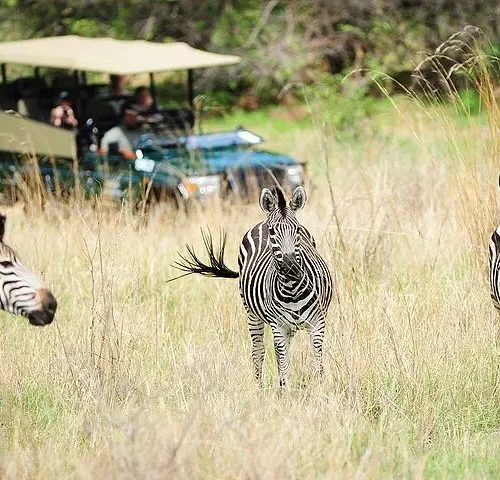 Hwange Day Trip