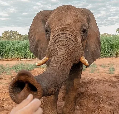 Moments with Elephants
