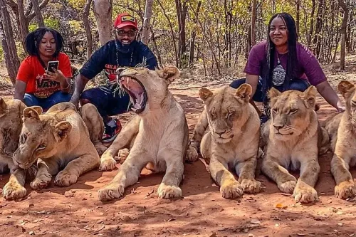 The Lion Experience