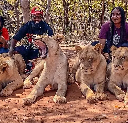 The Lion Experience